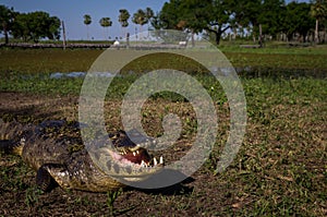 Yacare Caiman, crocodile in Pantanal, Paraguay