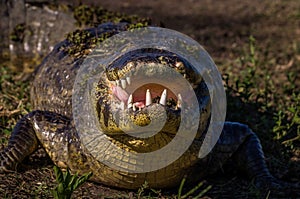 Yacare Caiman, crocodile in Pantanal, Paraguay