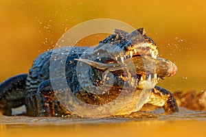Yacare Caiman, crocodile with piranha fish in open muzzle with big teeth, Pantanal, Brazil. Detail portrait of danger reptile. Ani