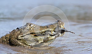 Yacare caiman eating piranha in a river