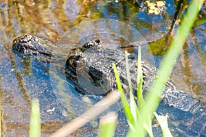 Yacare caiman