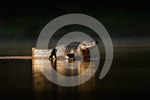 Yacare Caiman, gold crocodile in the dark water surface with evening sun, nature river habitat, Pantanal, Brazil