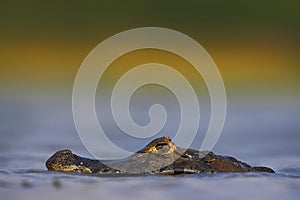 Yacare Caiman, hidden portrait of crocodile in the blue water surface with evening sun, Pantanal, Brazil