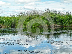 Yacare caiman in lake in Esteros del Ibera, Argentina