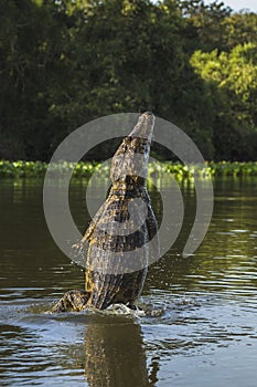Yacare caiman leaping out of water