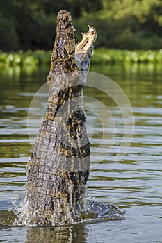 Yacare caiman leaping out of water