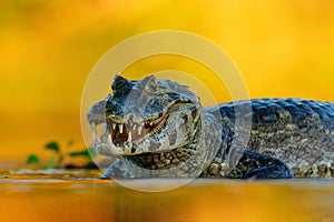 Yacare Caiman, Pantanal, Brazil. Detail portrait of danger reptile. Crocodile in river water, evening light.