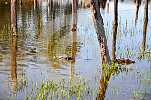 Yacare caiman, Pantanal, Mato Grosso do Sul(Brazil)