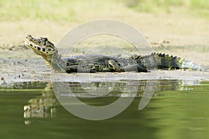 Yacare caiman portrait