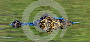 Yacare Caiman Reflection