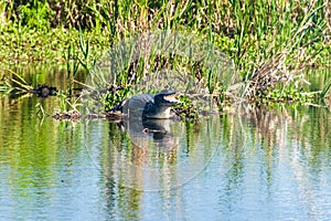 Yacare caiman