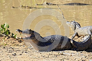 Yacare Caimans