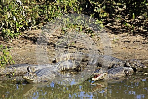 Yacare Caimans