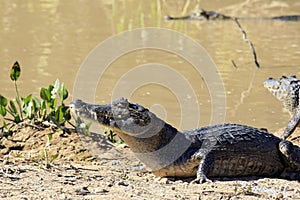 Yacare Caimans