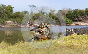 Yacare caimans eating piranha on the river bank