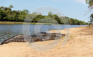 Yacare caimans lying on a sandy river bank