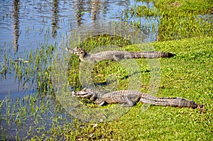 Yacare caimans, Pantanal, Mato Grosso (Brazil)