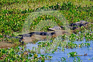 Yacare Caymans, Caiman Crocodilus Yacare Jacare, in the grassland of Pantanal wetland, Corumba, Mato Grosso Sul, Brazil photo