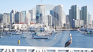 Yacht in marina, downtown city skyline, San Diego cityscape, California. Pelican