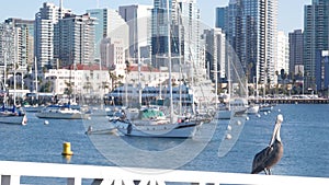 Yacht in marina, downtown city skyline, San Diego cityscape, California. Pelican