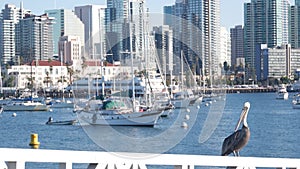 Yacht in marina, downtown city skyline, San Diego cityscape, California. Pelican