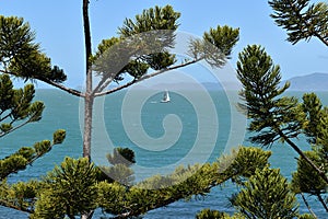 Yacht off the coast of Magnetic Island, framed by Hoop pines