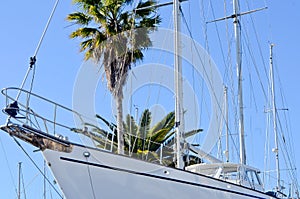 Yacht and palm