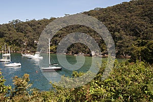 Yacht`s moored in Taylor`s Bay surrounded by bushland