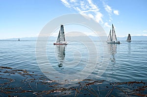 Yachts and catamarans in sailing races in sunny summer day. regatta is starting: sailboats go away to the Pacific ocean. Victoria