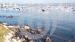 Yachts in harbor or bay, Monterey marina, Old Fishermans Wharf, California coast