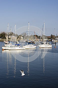 Yachts in Harbour