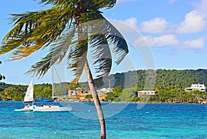 Yachts moored at St Thomas island bay near a shore with standing palm tree in foreground.