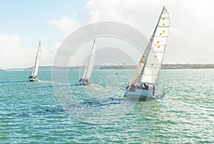 Yachts racing in auckland harbour