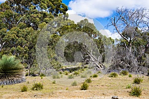 Yacka or blackboy plants, endemic plants, South Australia