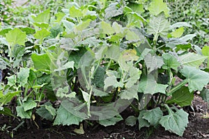 Yacon cultivation photo