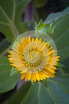 Yacon flower (smallanthus sonchifolius)