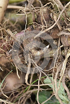 Yacon harvest.