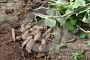 Yacon harvest.