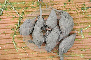 Yacon harvest in a garden