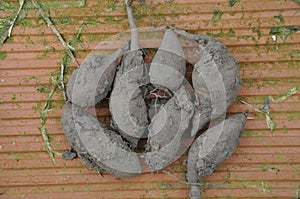 Yacon harvest in a garden