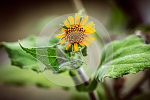 yacon plant with blossom in fall