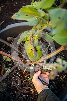 a yacon plant is pruned by a man in the fall