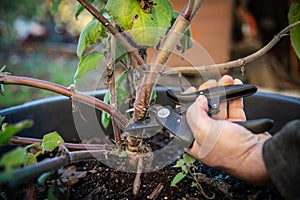 a yacon plant is pruned by a man in the fall