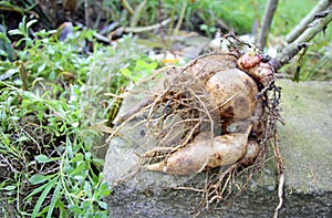 Yacon propagation root with rhizomes and storage tubers