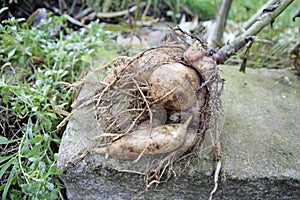 Yacon propagation root with rhizomes and storage tubers