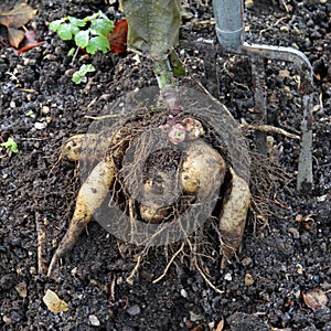 Yacon propagation root with rhizomes and storage tubers