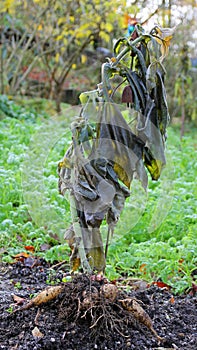 Yacon propagation root with rhizomes and storage tubers