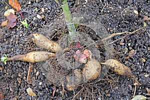 Yacon propagation root with rhizomes and storage tubers