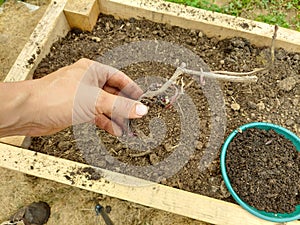 yacon rhizome to grow in the urban vegetable garden. Peruvian ground apple root to plant. planting Yacon in the hand of a farmer