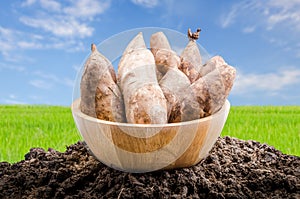 Yacon roots on a bowl